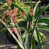 Aloe divaricata ©JLcoll.4869.JPG